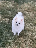 Mint boy, a male Pomeranian for sale in Meridian, ID – Photo 5 of 8