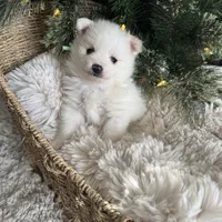 Mint boy, a male Pomeranian for sale in Meridian, ID – Photo 6 of 8