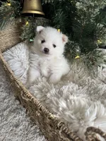 Mint boy, a male Pomeranian for sale in Meridian, ID – Photo 3 of 3