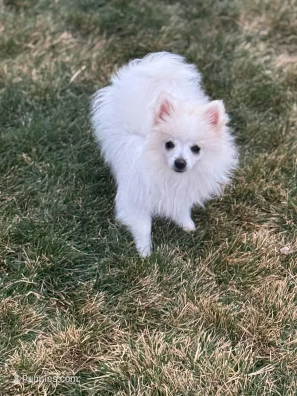 Mint boy – Pomeranian puppy for sale in Meridian, ID