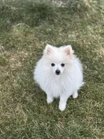 Mint boy, a male Pomeranian for sale in Meridian, ID – Photo 3 of 8