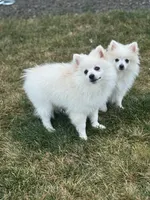 Mint boy, a male Pomeranian for sale in Meridian, ID – Photo 4 of 8