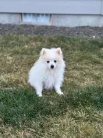 Mint boy, a male Pomeranian for sale in Meridian, ID – Photo 2 of 8