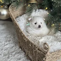 Mint boy, a male Pomeranian for sale in Meridian, ID – Photo 7 of 8