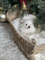 Mint boy, a male Pomeranian for sale in Meridian, ID – Photo 2 of 3