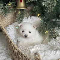 Mint boy, a male Pomeranian for sale in Meridian, ID – Photo 8 of 8