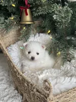 Mint boy, a male Pomeranian for sale in Meridian, ID – Photo 1 of 3