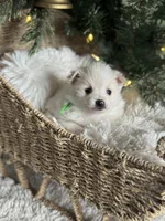 Green boy, a male Pomeranian for sale in Meridian, ID – Photo 1 of 10
