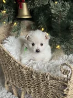 Green boy, a male Pomeranian for sale in Meridian, ID – Photo 4 of 10