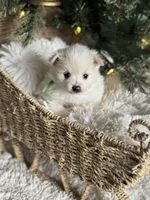 Green boy, a male Pomeranian for sale in Meridian, ID – Photo 6 of 10