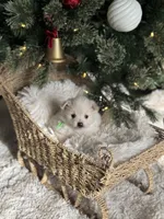 Green boy, a male Pomeranian for sale in Meridian, ID – Photo 9 of 10