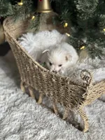 Green boy, a male Pomeranian for sale in Meridian, ID – Photo 3 of 10