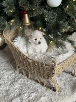 Green boy, a male Pomeranian for sale in Meridian, ID – Photo 7 of 10