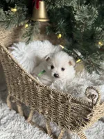 Green boy, a male Pomeranian for sale in Meridian, ID – Photo 10 of 10