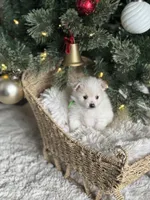 Green boy, a male Pomeranian for sale in Meridian, ID – Photo 8 of 10