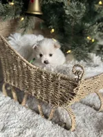 Green boy, a male Pomeranian for sale in Meridian, ID – Photo 2 of 10