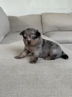 Blue Merle boy, a male Pomeranian for sale in Meridian, ID – 7 of 10