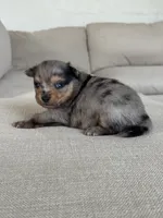 Blue Merle boy, a male Pomeranian for sale in Meridian, ID – 9 of 10