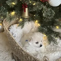 Blue boy, a male Pomeranian for sale in Meridian, ID – Photo 7 of 8