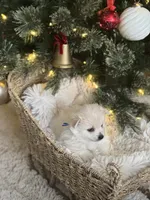 Blue boy, a male Pomeranian for sale in Meridian, ID – Photo 4 of 5