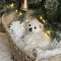 Blue boy, a male Pomeranian for sale in Meridian, ID – Photo 6 of 8