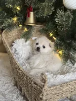 Blue boy, a male Pomeranian for sale in Meridian, ID – Photo 3 of 5