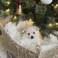 Blue boy, a male Pomeranian for sale in Meridian, ID – Photo 8 of 8