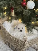 Blue boy, a male Pomeranian for sale in Meridian, ID – Photo 5 of 5