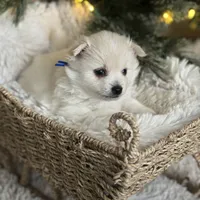 Blue boy, a male Pomeranian for sale in Meridian, ID – Photo 4 of 8