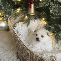 Blue boy, a male Pomeranian for sale in Meridian, ID – Photo 5 of 8