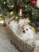 Blue boy, a male Pomeranian for sale in Meridian, ID – Photo 2 of 5