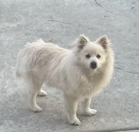 Blue boy, a male Pomeranian for sale in Meridian, ID – Photo 2 of 8
