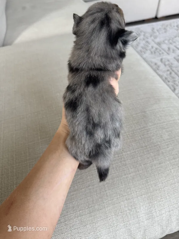 Blue Merle boy, a male Pomeranian for sale in Meridian, ID – 1 of 10