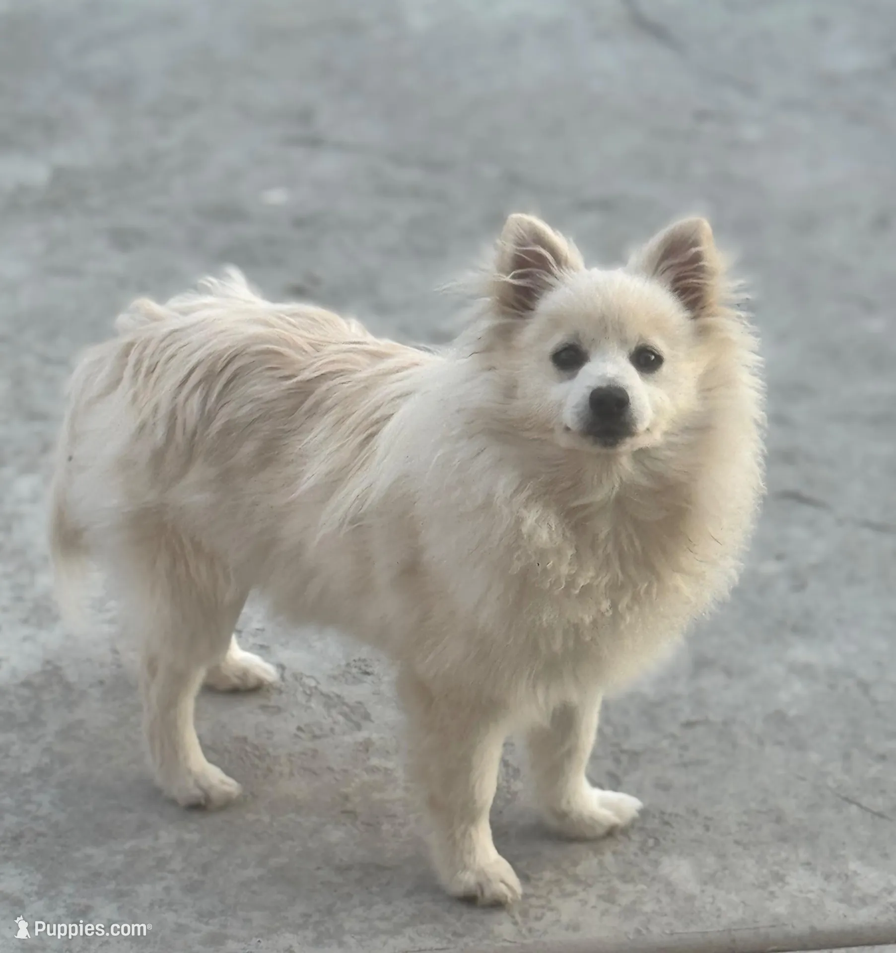 Blue boy – Pomeranian puppy for sale in Meridian, ID