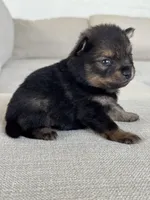 Black with tan points Pom , a female Pomeranian for sale in Meridian, ID – 4 of 4