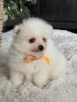 processed/f3c8ec85-fa80-4f87-85a2-e2ec109da260/listing/bad78338-76b7-4085-8085-2d96d5649248/1ffd7396-3575-4eba-804a-418fcbfdcdbb