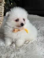 processed/f3c8ec85-fa80-4f87-85a2-e2ec109da260/listing/bad78338-76b7-4085-8085-2d96d5649248/6efcd298-d8ef-45c6-890c-30448479b1ca