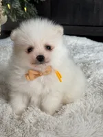 processed/f3c8ec85-fa80-4f87-85a2-e2ec109da260/listing/bad78338-76b7-4085-8085-2d96d5649248/7a526a31-6893-402c-9e07-1ae4775a969d