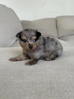 Blue Merle boy, a male Pomeranian for sale in Meridian, ID – 4 of 10