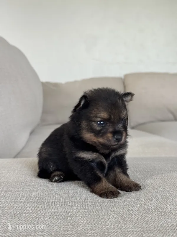 Black with tan points Pom , a female Pomeranian for sale in Meridian, ID – 1 of 4