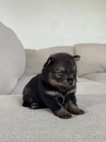 Black with tan points Pom , a female Pomeranian for sale in Meridian, ID – 1 of 4