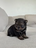Black with tan points Pom , a female Pomeranian for sale in Meridian, ID – 3 of 4