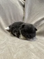 Oreo, a female Pomeranian for sale in Meridian, ID – Photo 3 of 4