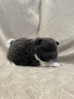 Oreo, a female Pomeranian for sale in Meridian, ID – Photo 4 of 4