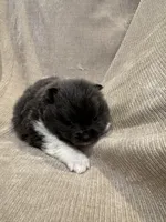 Oreo, a female Pomeranian for sale in Meridian, ID – Photo 1 of 4