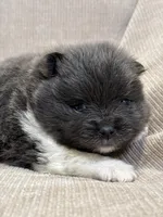 Oreo, a female Pomeranian for sale in Meridian, ID – Photo 2 of 4