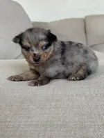 Blue Merle boy, a male Pomeranian for sale in Meridian, ID – 2 of 10