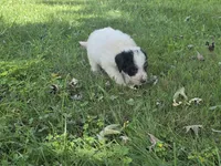 Dinomo , a male Aussiedoodle for sale in Morganton, NC – 6 of 6
