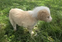 Maggie May, a female Miniature Aussiedoodle for sale in Morganton, NC – 5 of 6