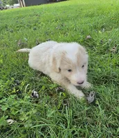Goose, a male Aussiedoodle for sale in Morganton, NC – 2 of 6